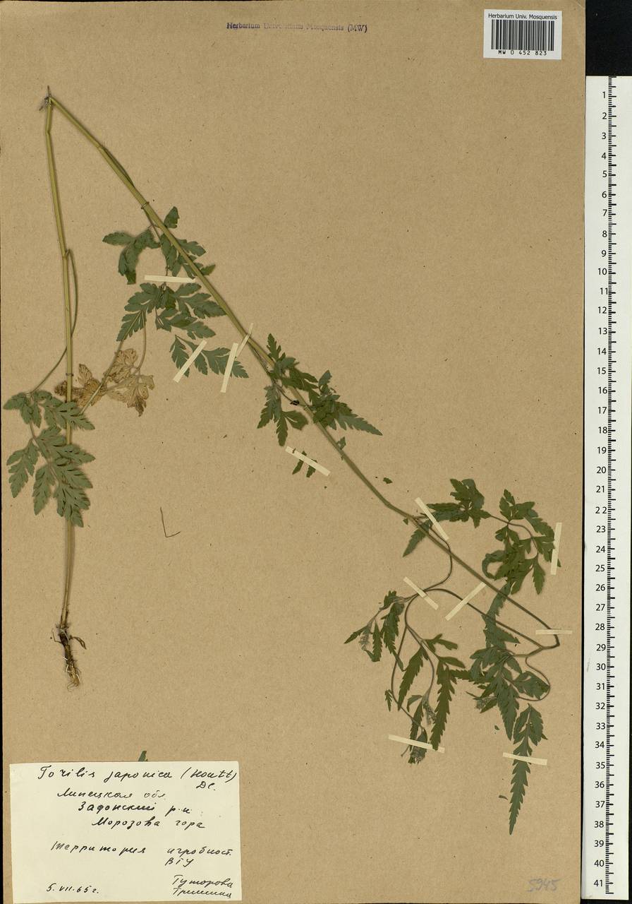 Torilis japonica (Houtt.) DC., Eastern Europe, Central forest-and-steppe region (E6) (Russia)