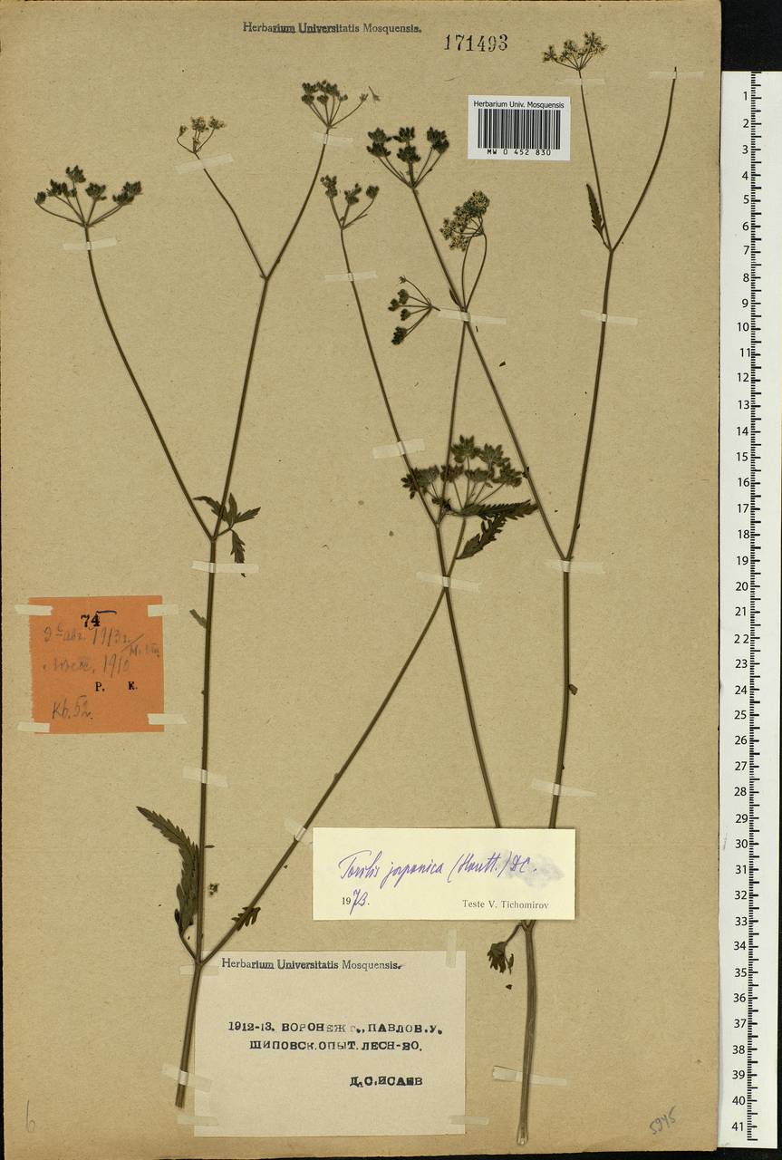 Torilis japonica (Houtt.) DC., Eastern Europe, Central forest-and-steppe region (E6) (Russia)