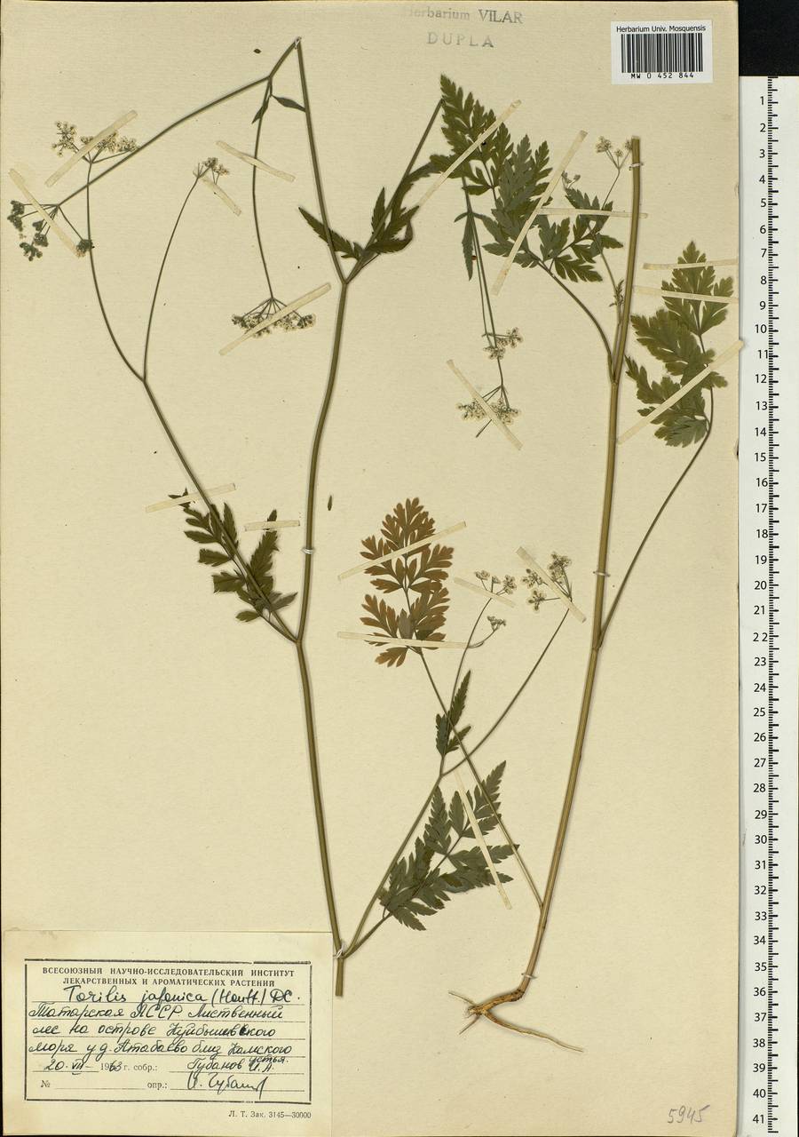 Torilis japonica (Houtt.) DC., Eastern Europe, Middle Volga region (E8) (Russia)