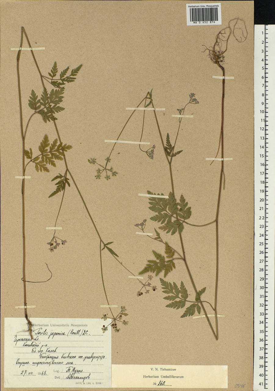 Torilis japonica (Houtt.) DC., Eastern Europe, South Ukrainian region (E12) (Ukraine)
