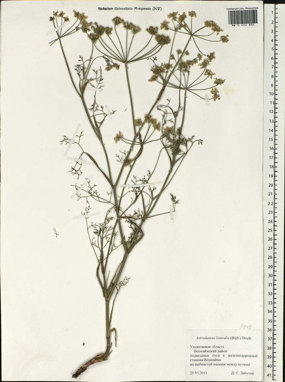 Astrodaucus littoralis (M.Bieb.) Drude, Eastern Europe, Middle Volga region (E8) (Russia)