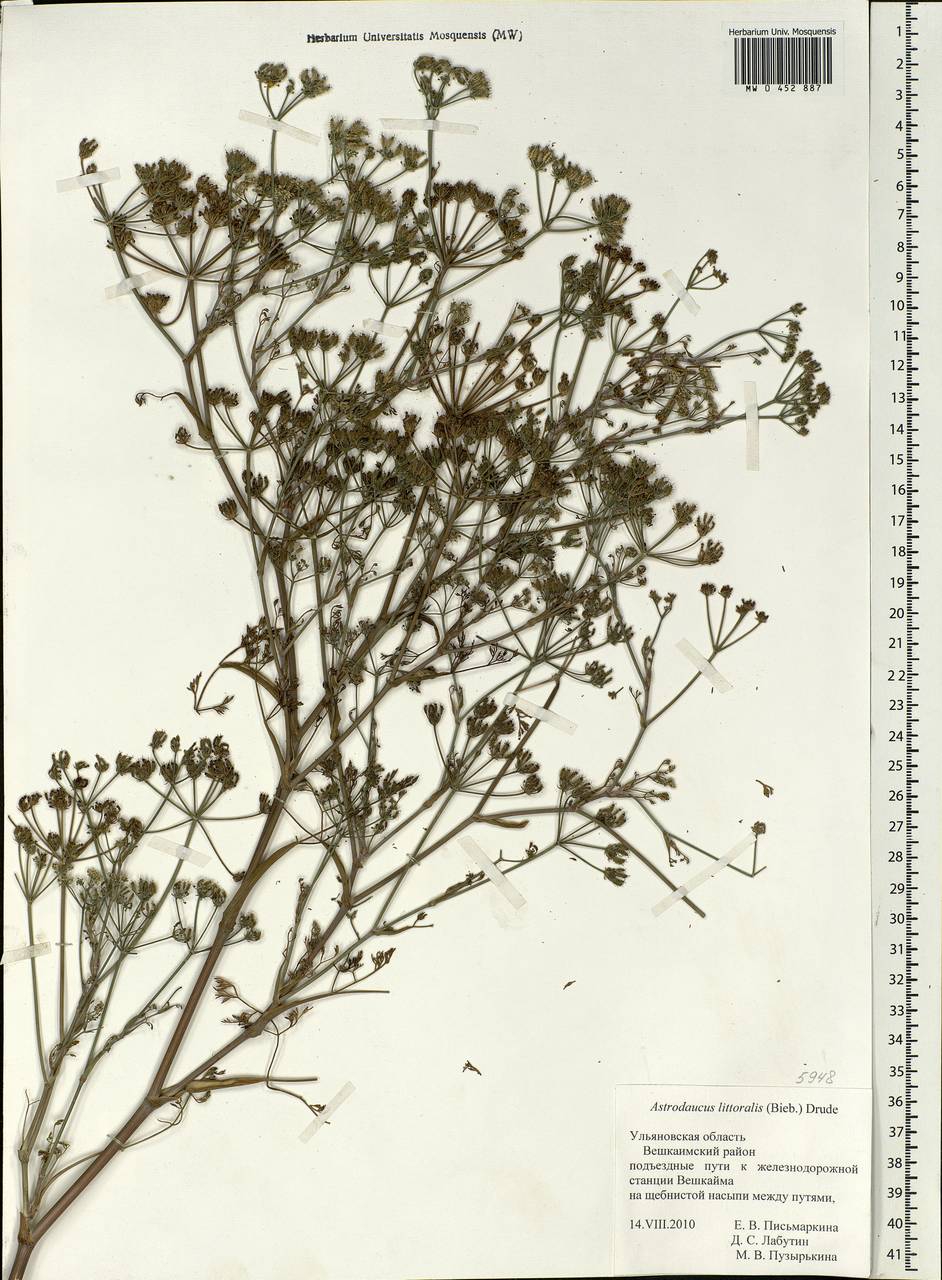 Astrodaucus littoralis (M. Bieb.) Drude, Eastern Europe, Middle Volga region (E8) (Russia)