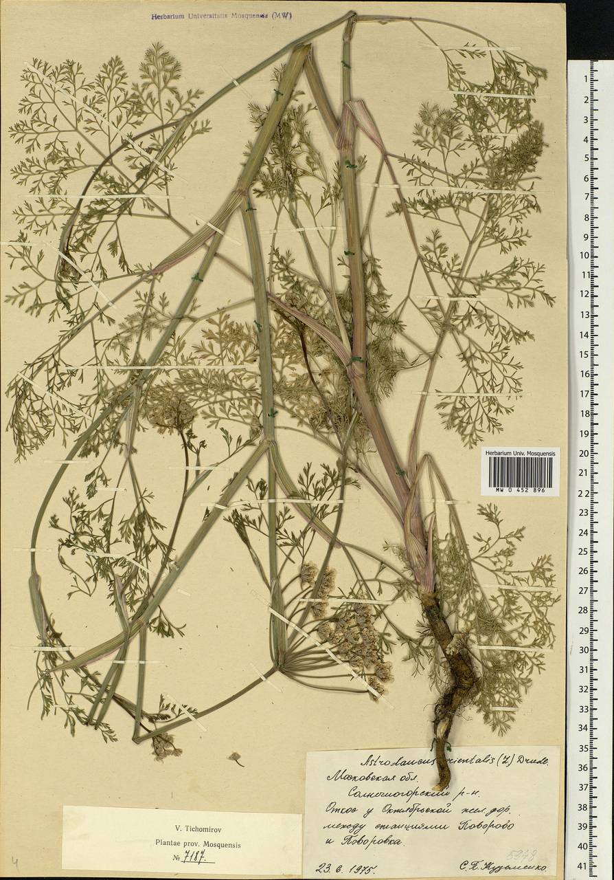 Astrodaucus orientalis (L.) Drude, Eastern Europe, Moscow region (E4a) (Russia)