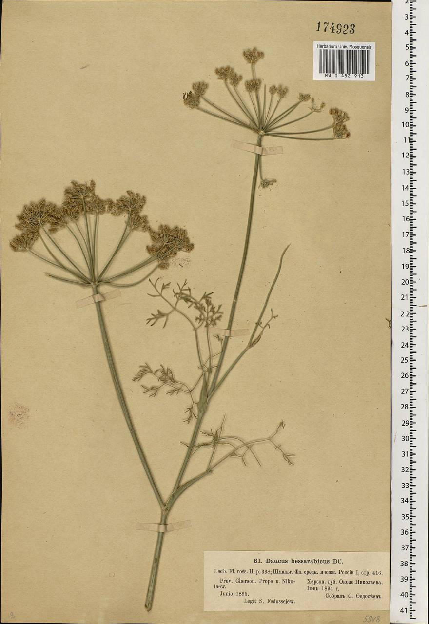 Astrodaucus orientalis (L.) Drude, Eastern Europe, South Ukrainian region (E12) (Ukraine)
