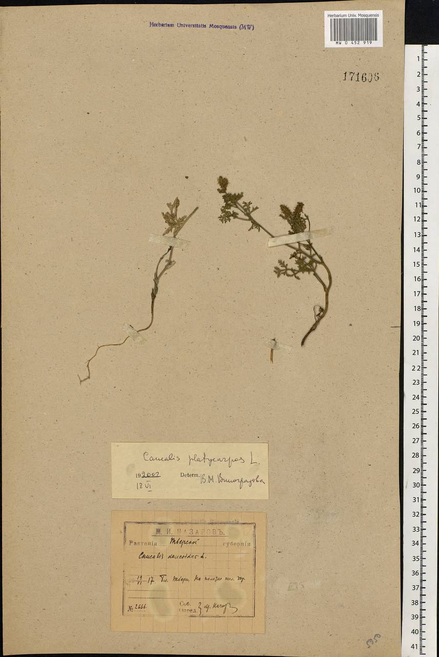 Caucalis platycarpos L., Eastern Europe, North-Western region (E2) (Russia)