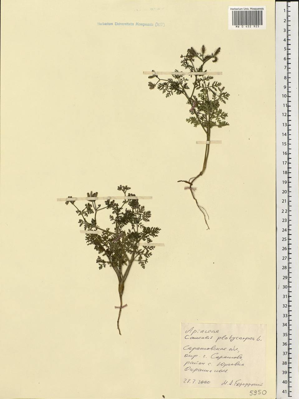 Caucalis platycarpos L., Eastern Europe, Lower Volga region (E9) (Russia)