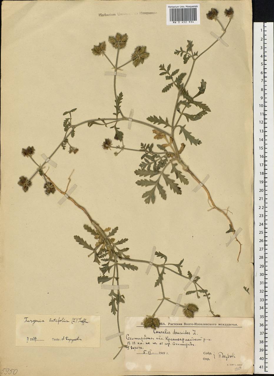 Turgenia latifolia (L.) Hoffm., Eastern Europe, Lower Volga region (E9) (Russia)