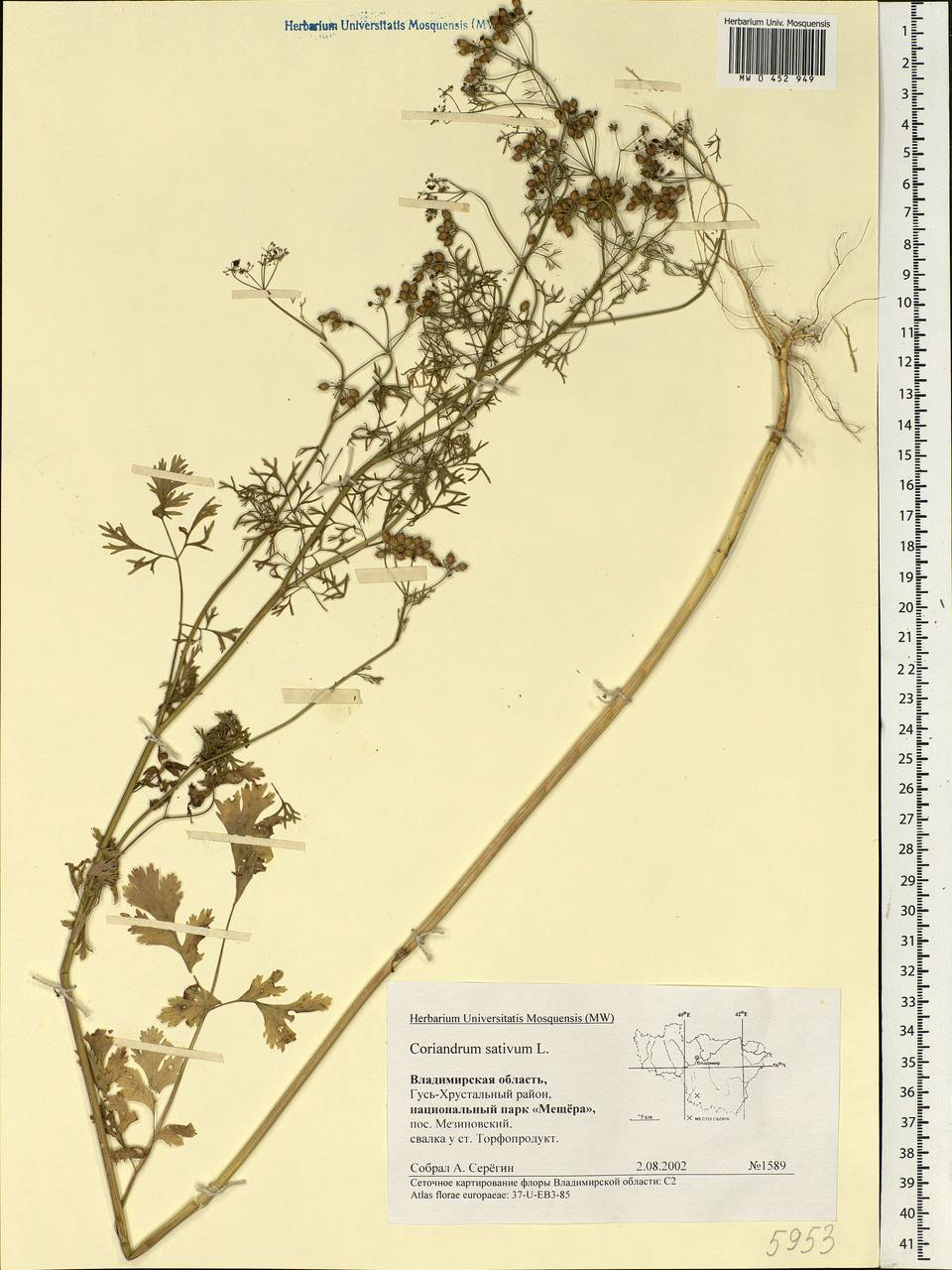 Coriandrum sativum L., Eastern Europe, Central region (E4) (Russia)