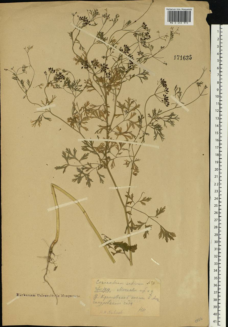 Coriandrum sativum L., Eastern Europe, Moscow region (E4a) (Russia)