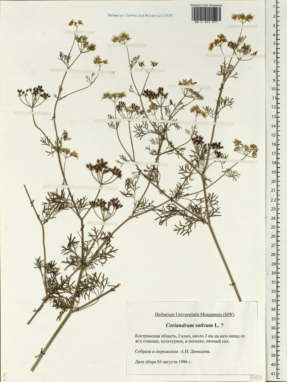 Coriandrum sativum L., Eastern Europe, Central forest region (E5) (Russia)