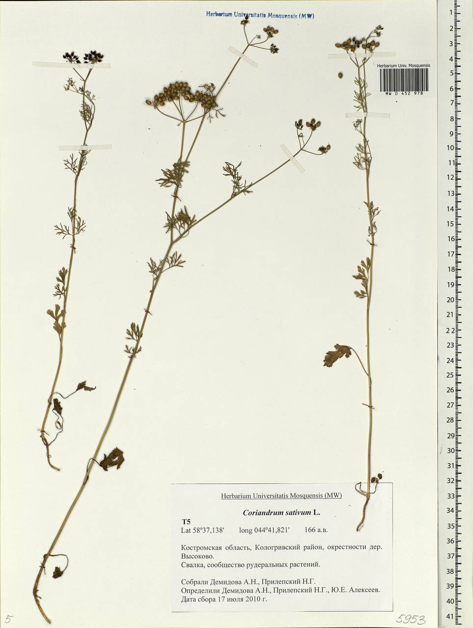 Coriandrum sativum L., Eastern Europe, Central forest region (E5) (Russia)