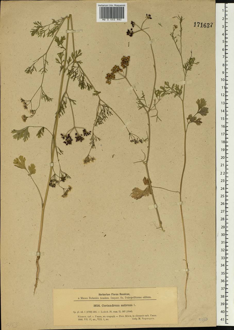 Coriandrum sativum L., Eastern Europe, North Ukrainian region (E11) (Ukraine)