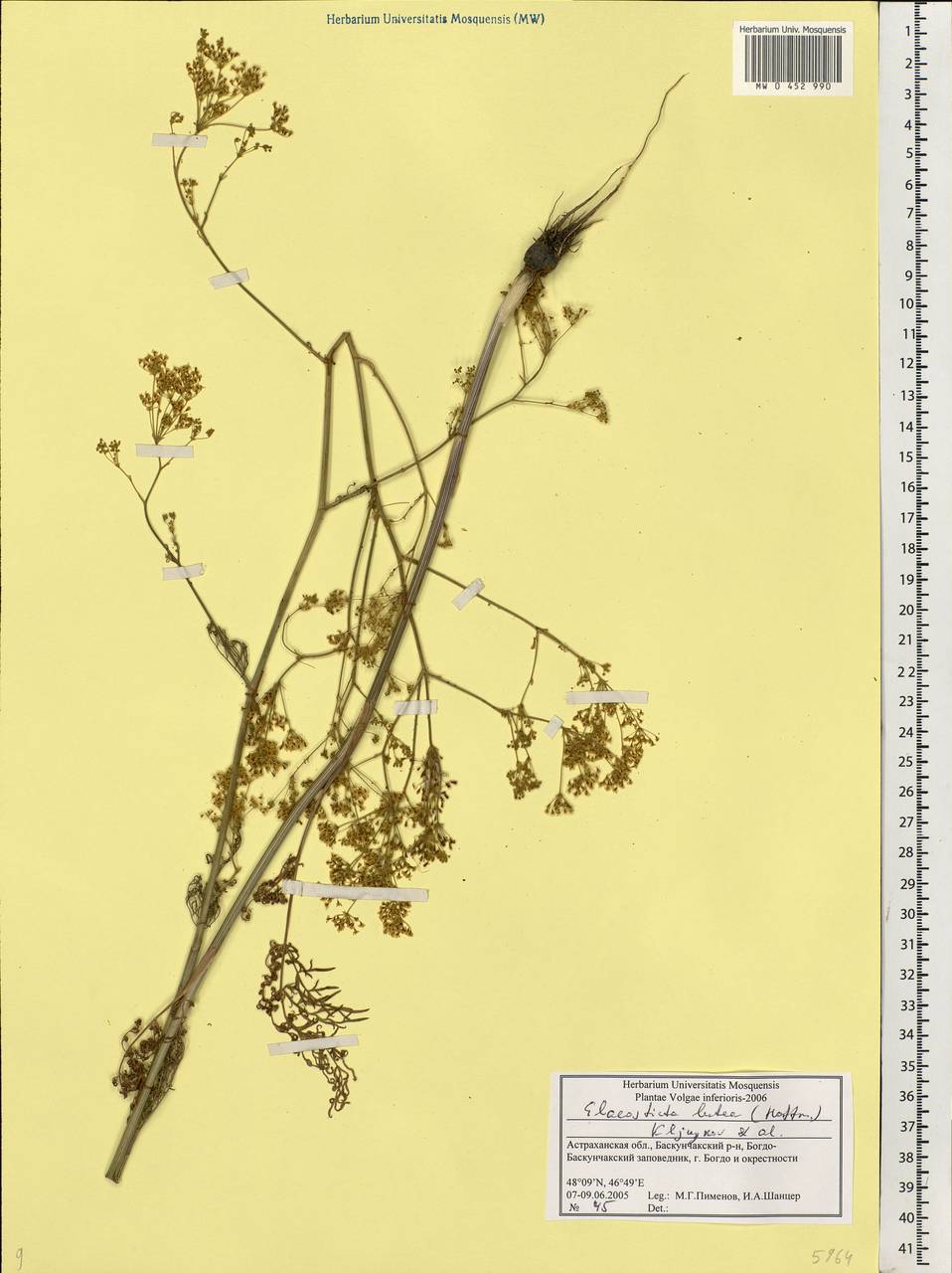 Elaeosticta lutea (Hoffm.) Kljuykov, Pimenov & Tikhom., Eastern Europe, Lower Volga region (E9) (Russia)