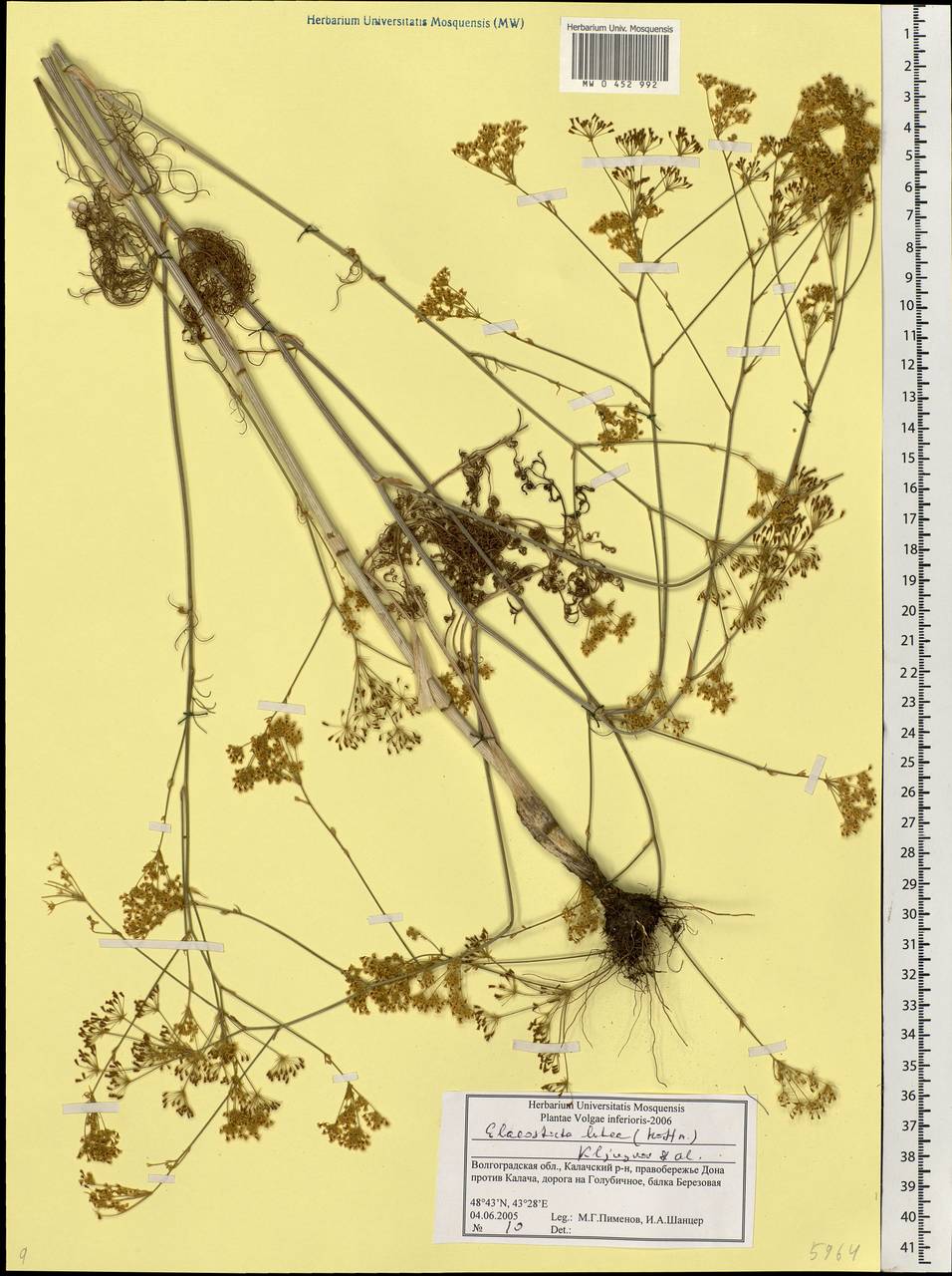 Elaeosticta lutea (Hoffm.) Kljuykov, Pimenov & Tikhom., Eastern Europe, Lower Volga region (E9) (Russia)