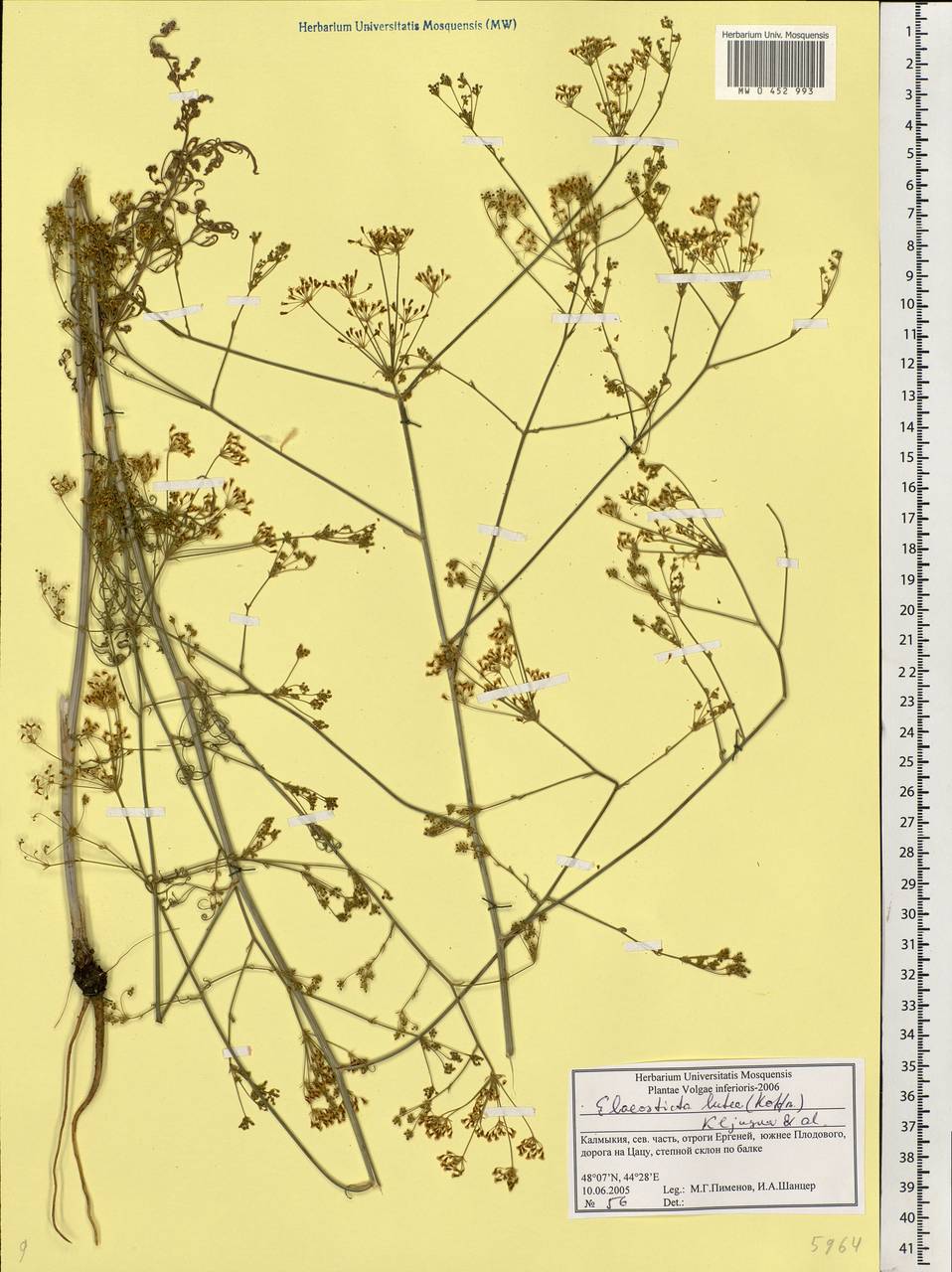 Elaeosticta lutea (Hoffm.) Kljuykov, Pimenov & Tikhom., Eastern Europe, Lower Volga region (E9) (Russia)