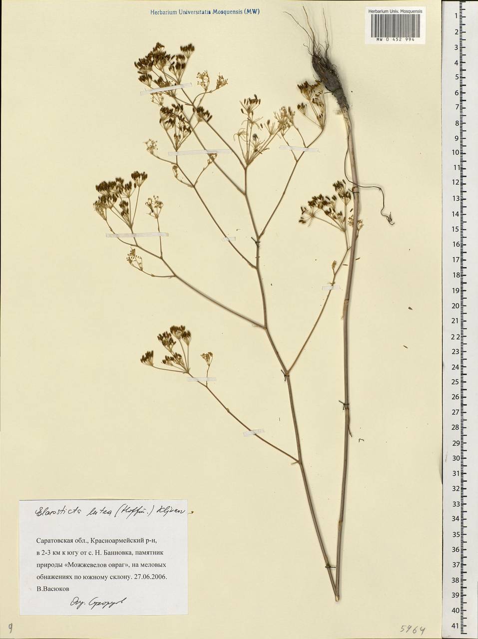 Elaeosticta lutea (Hoffm.) Kljuykov, Pimenov & Tikhom., Eastern Europe, Lower Volga region (E9) (Russia)