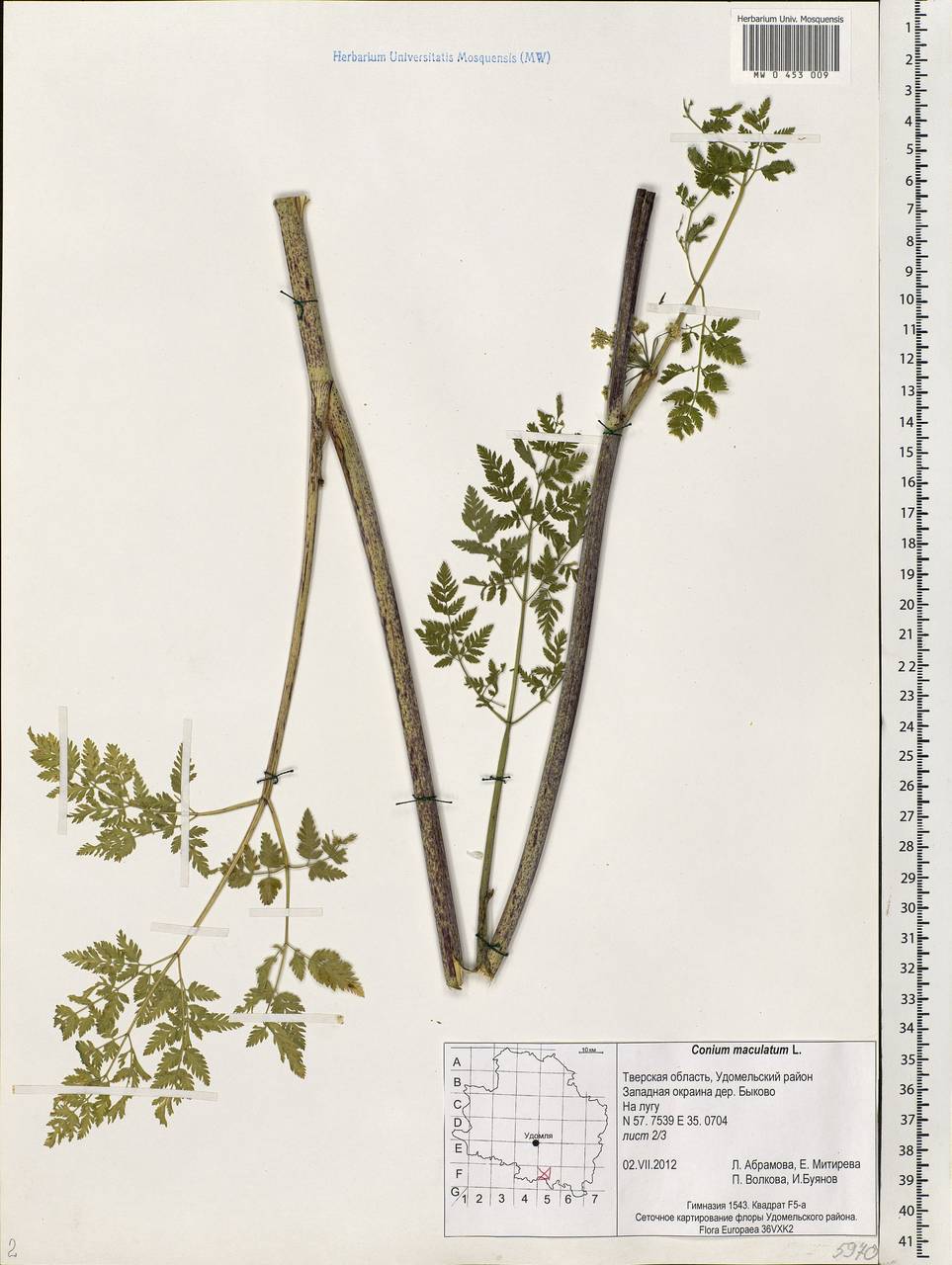 Conium maculatum L., Eastern Europe, North-Western region (E2) (Russia)