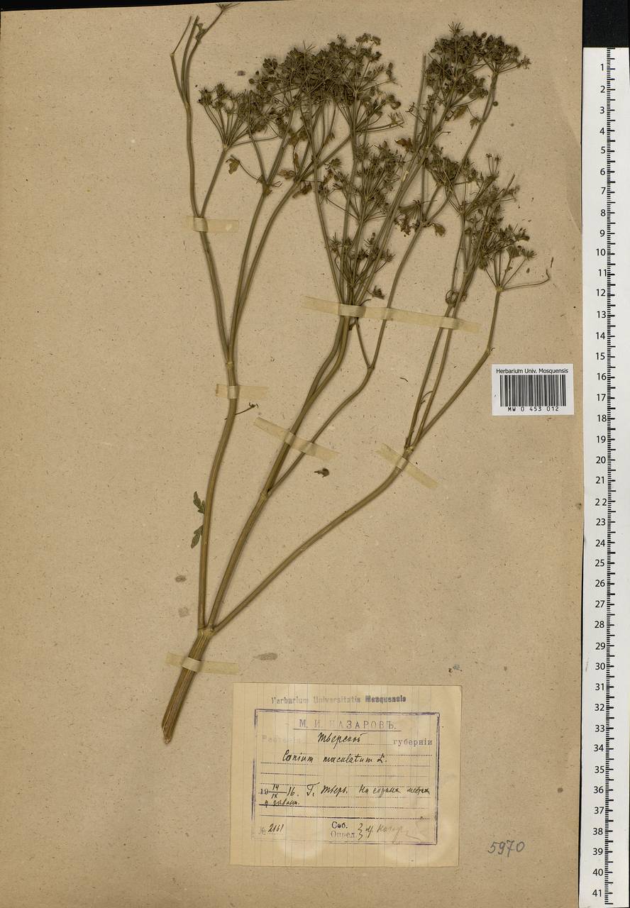 Conium maculatum L., Eastern Europe, North-Western region (E2) (Russia)