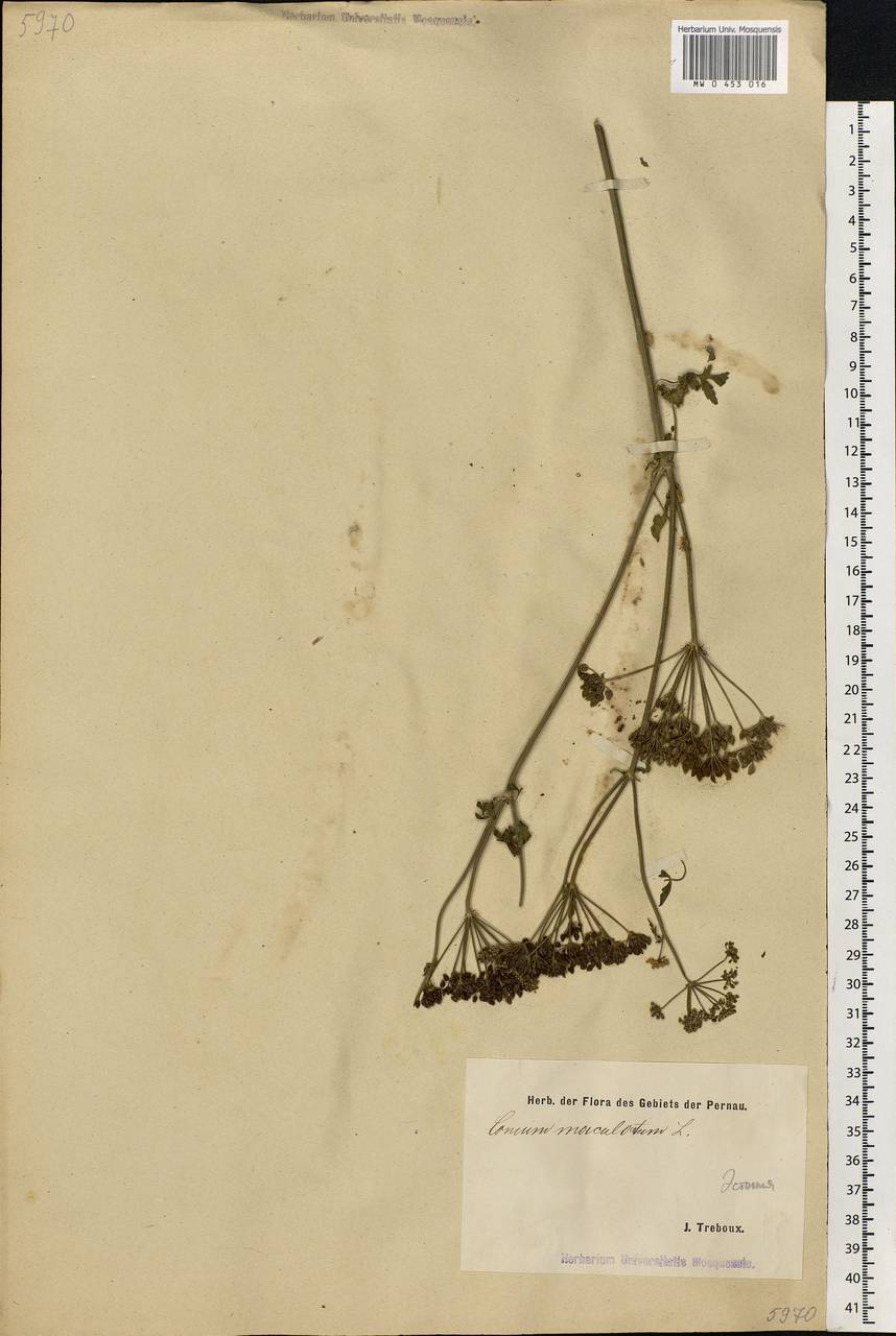 Conium maculatum L., Eastern Europe, Estonia (E2c) (Estonia)