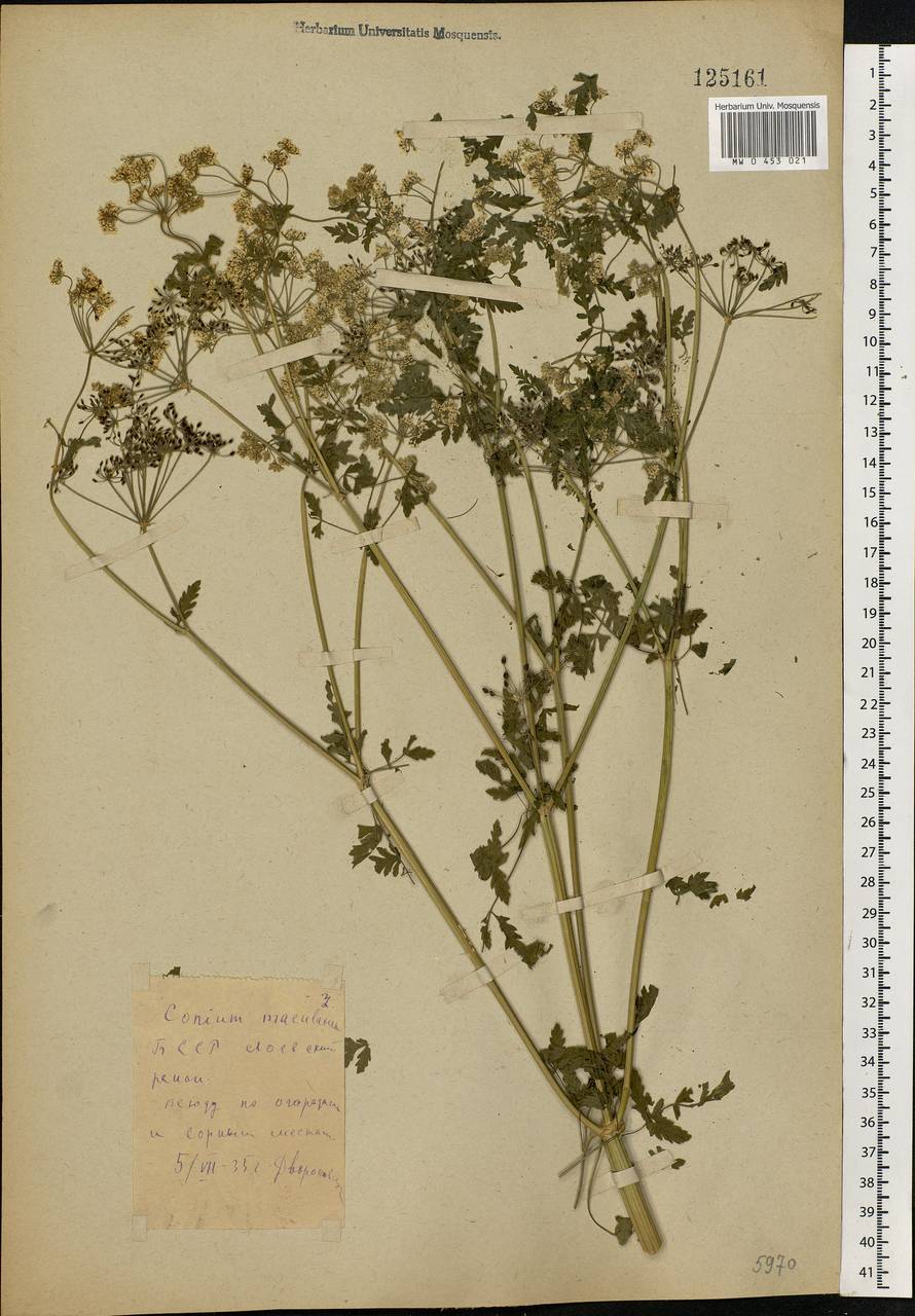 Conium maculatum L., Eastern Europe, Belarus (E3a) (Belarus)