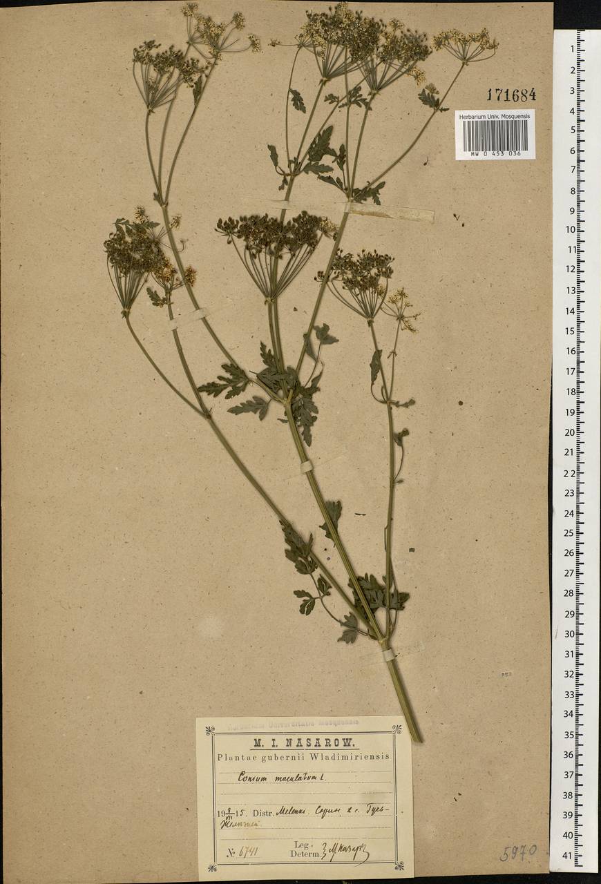 Conium maculatum L., Eastern Europe, Central region (E4) (Russia)