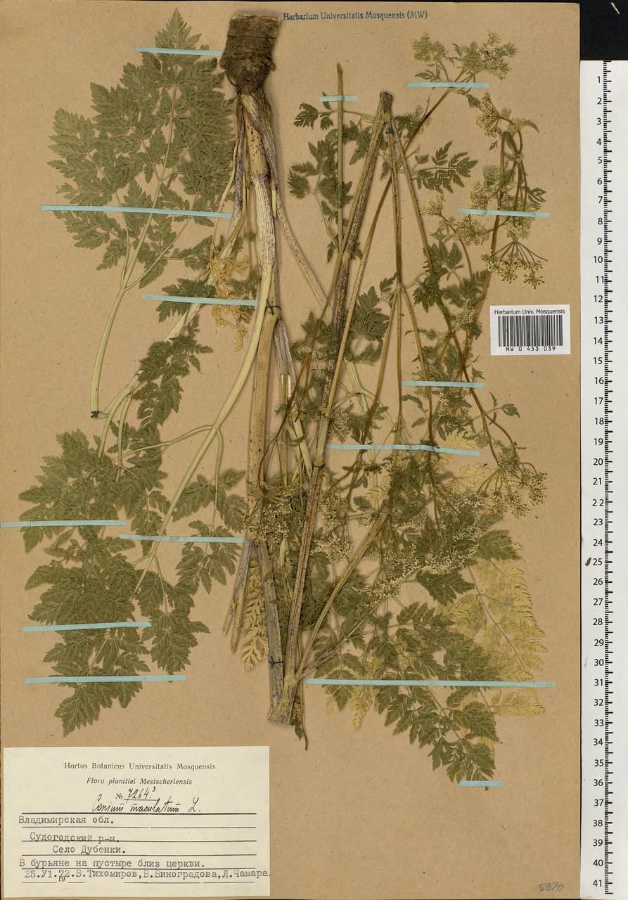 Conium maculatum L., Eastern Europe, Central region (E4) (Russia)