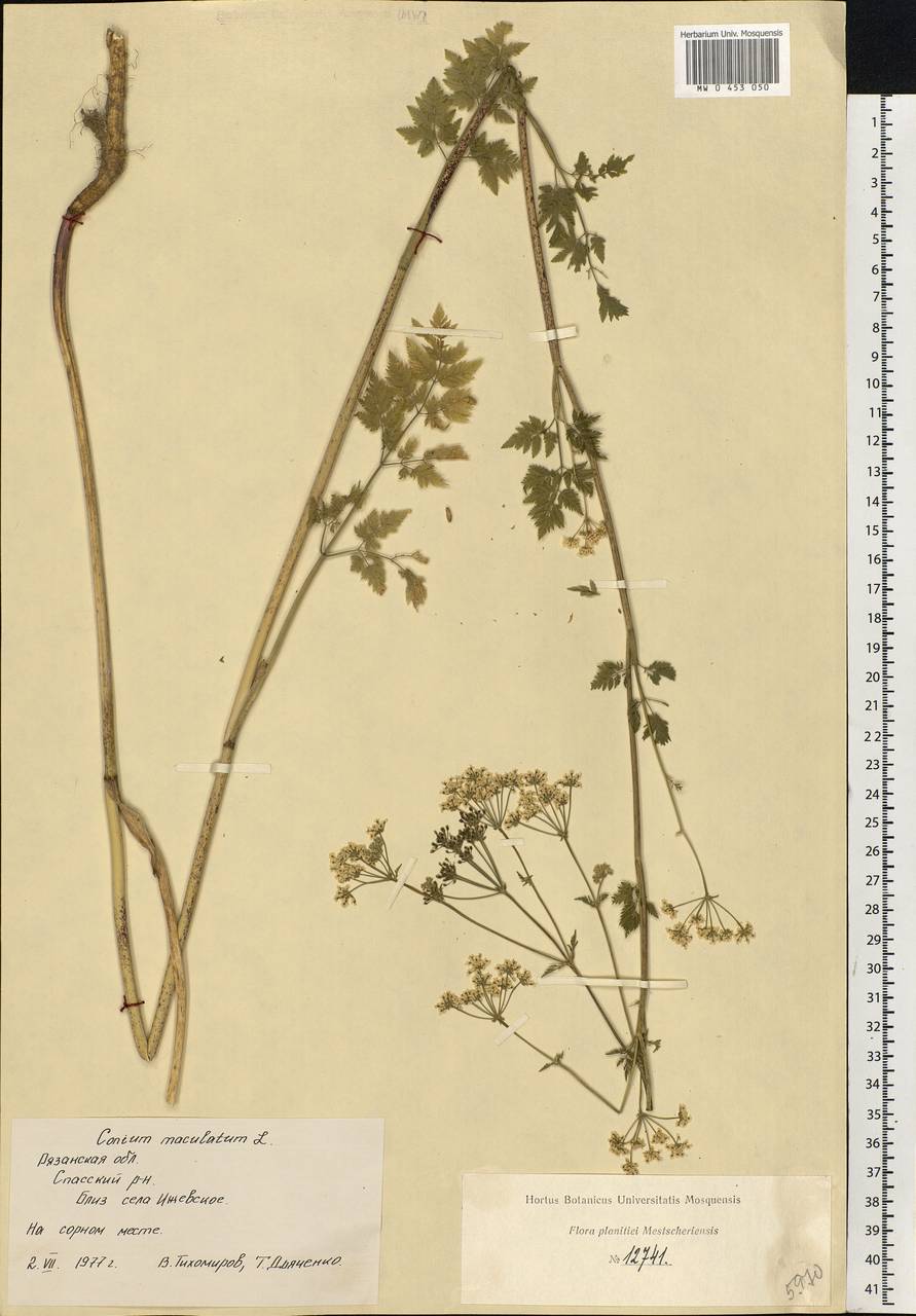 Conium maculatum L., Eastern Europe, Central region (E4) (Russia)