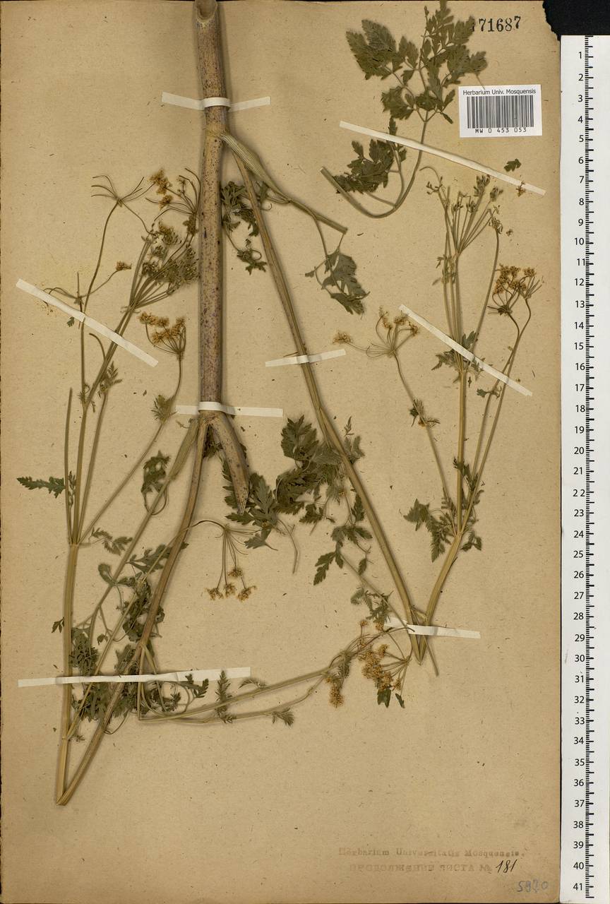 Conium maculatum L., Eastern Europe, Central forest region (E5) (Russia)