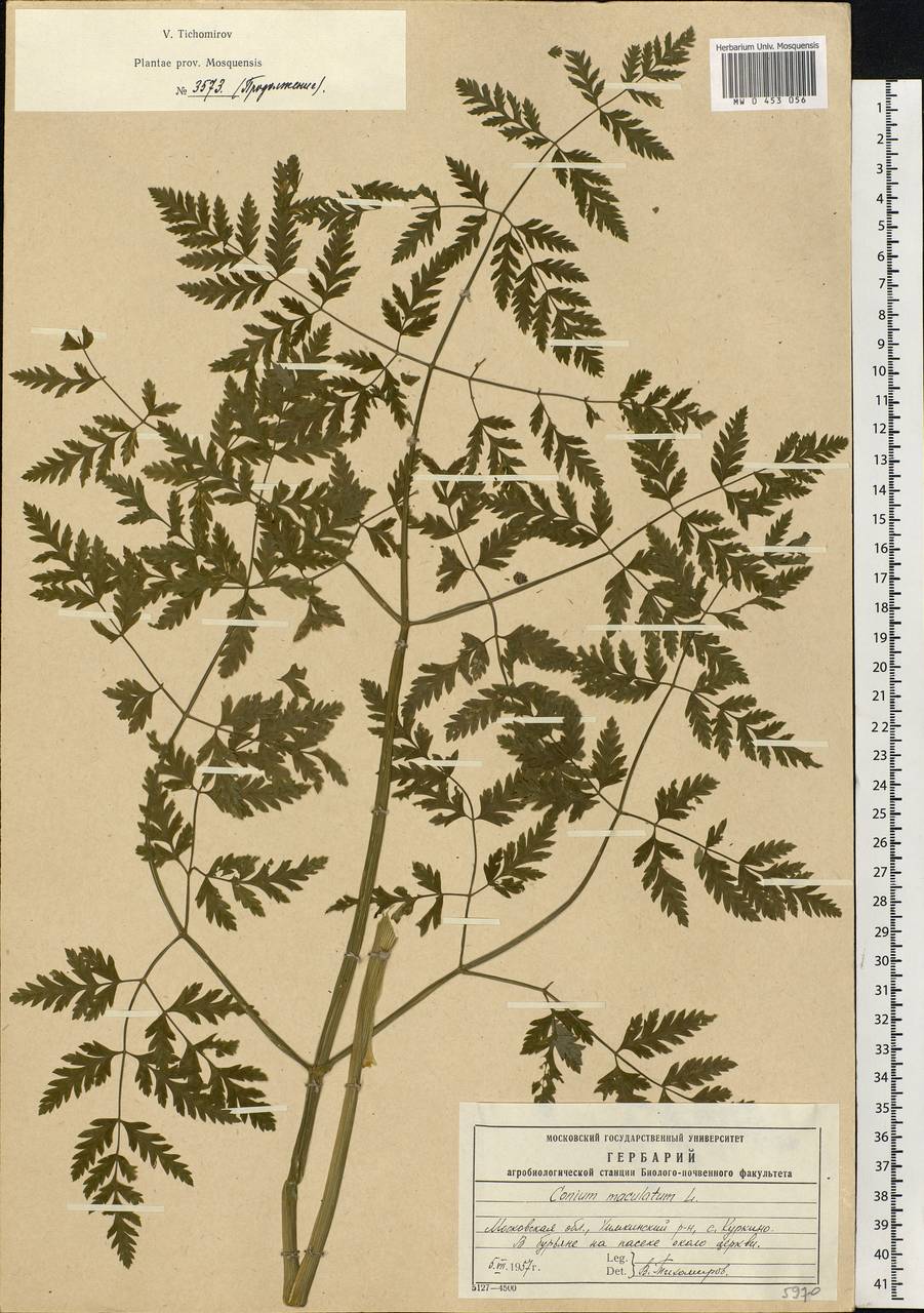 Conium maculatum L., Eastern Europe, Moscow region (E4a) (Russia)