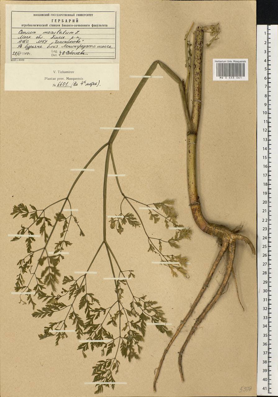 Conium maculatum L., Eastern Europe, Moscow region (E4a) (Russia)