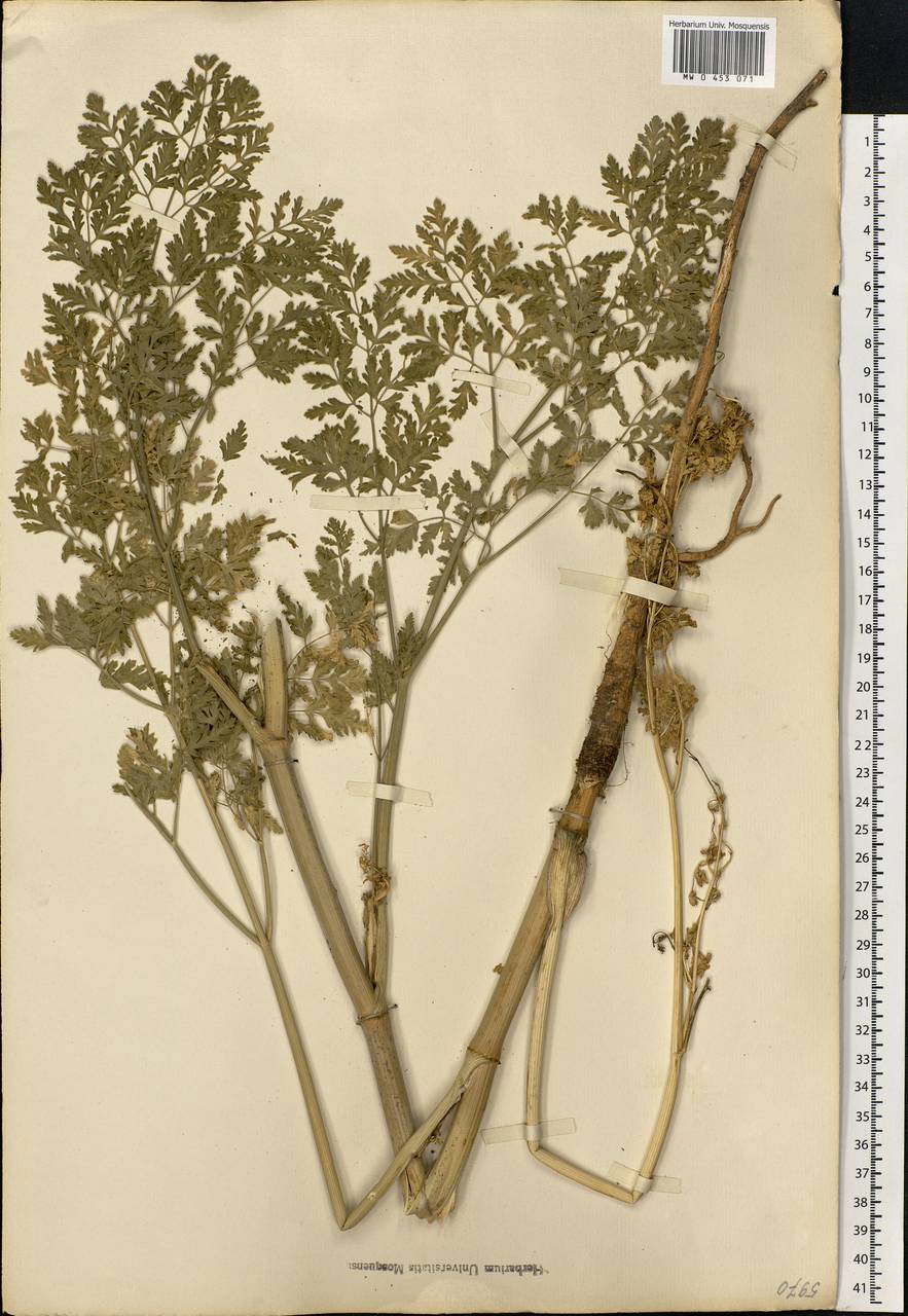 Conium maculatum L., Eastern Europe, Moscow region (E4a) (Russia)