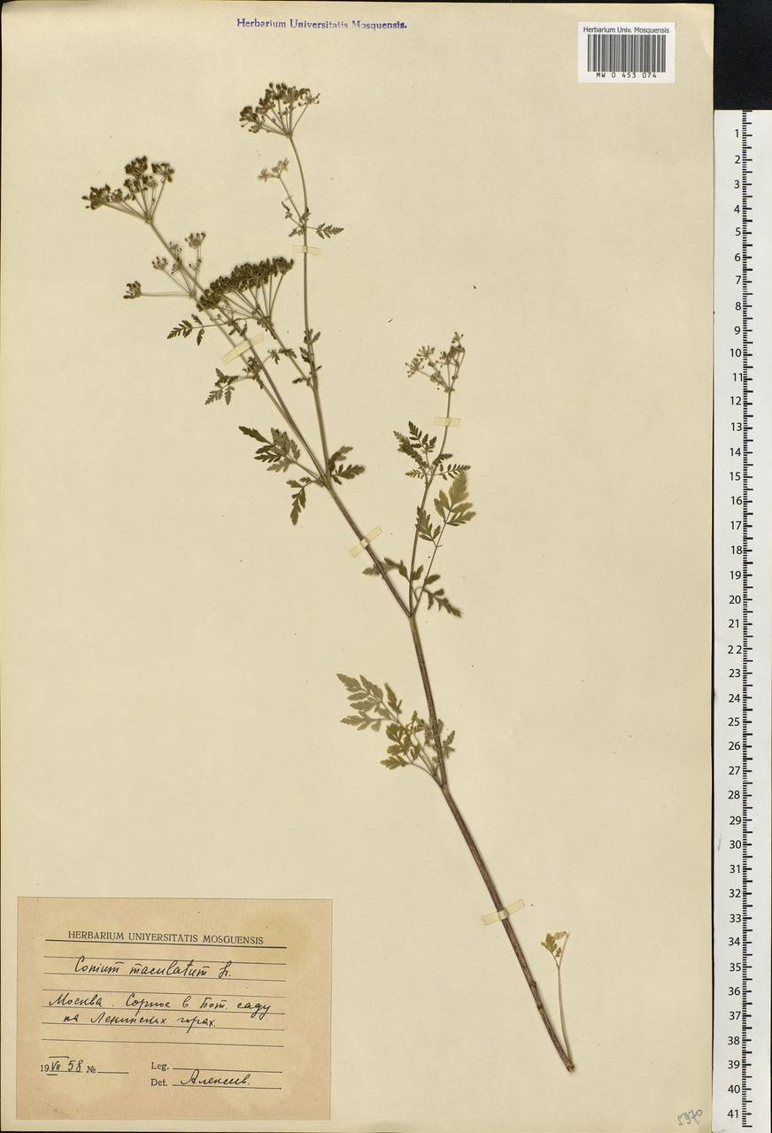 Conium maculatum L., Eastern Europe, Moscow region (E4a) (Russia)