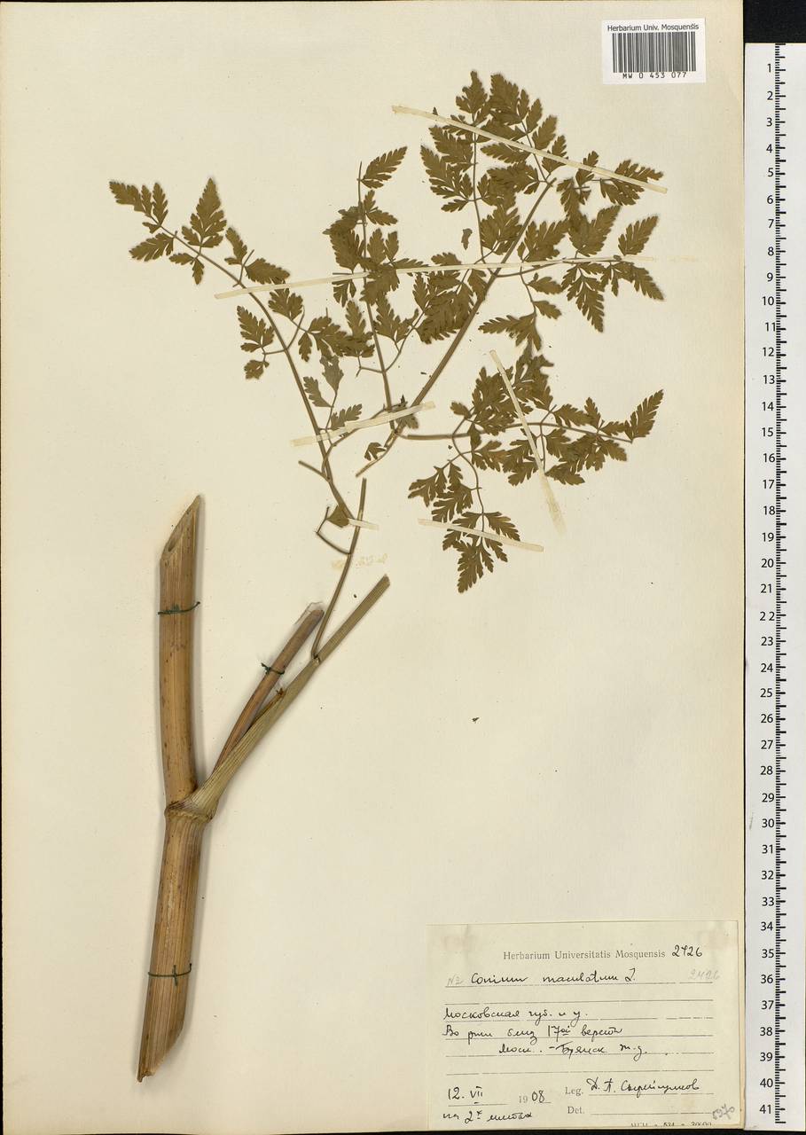 Conium maculatum L., Eastern Europe, Moscow region (E4a) (Russia)