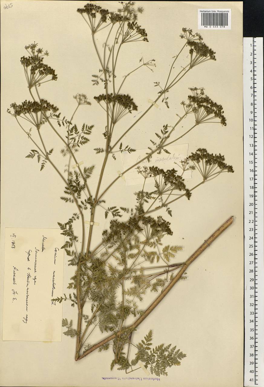 Conium maculatum L., Eastern Europe, Moscow region (E4a) (Russia)