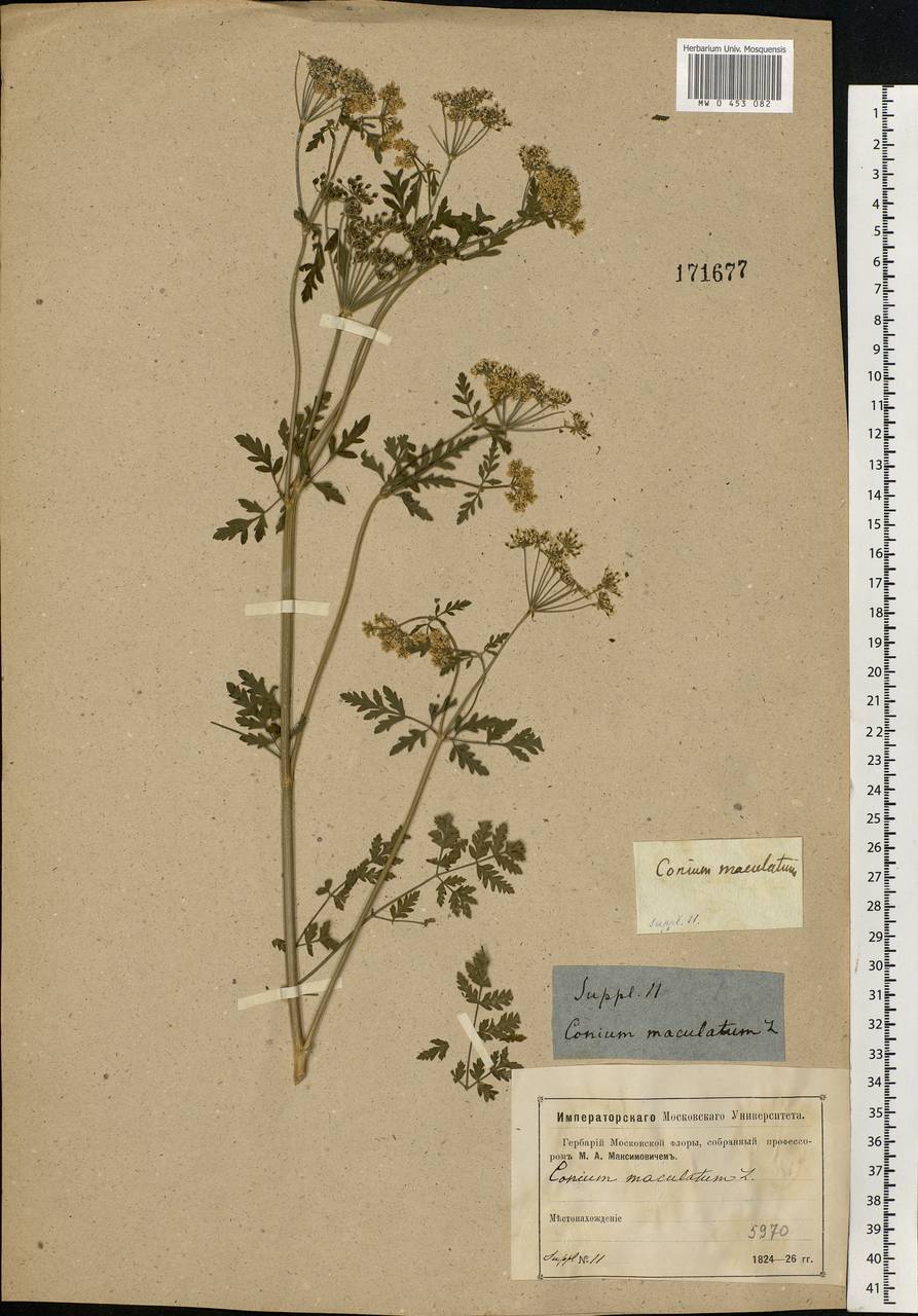 Conium maculatum L., Eastern Europe, Moscow region (E4a) (Russia)