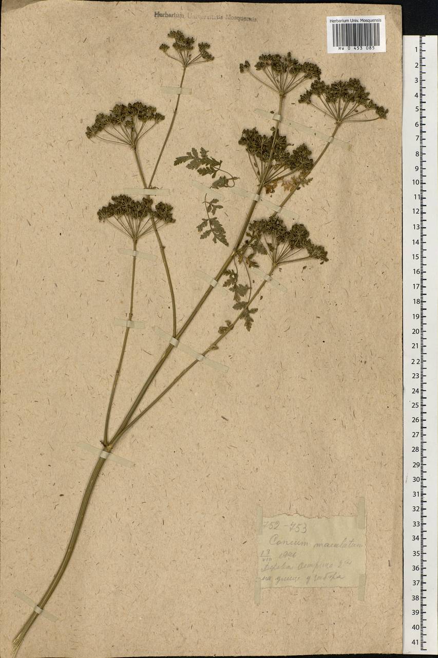 Conium maculatum L., Eastern Europe, Moscow region (E4a) (Russia)