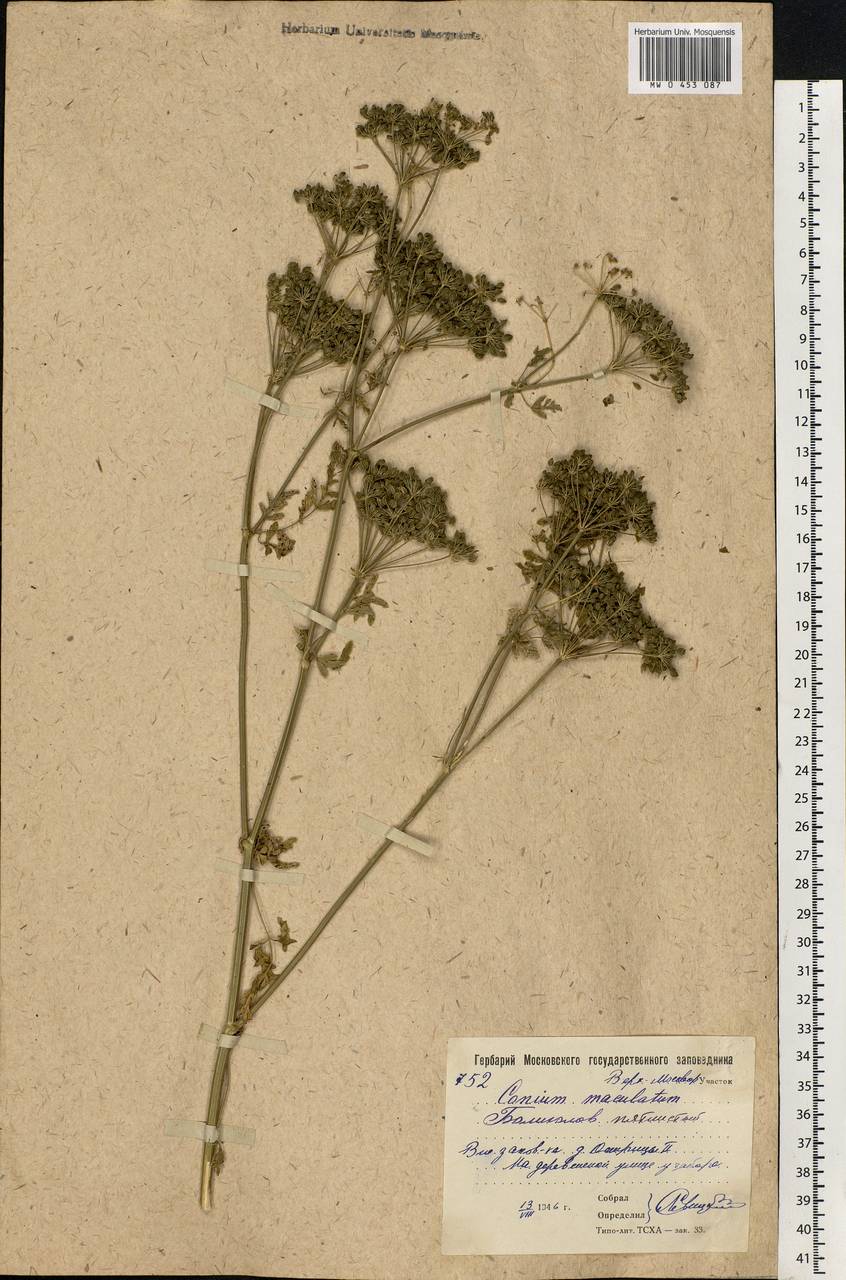 Conium maculatum L., Eastern Europe, Moscow region (E4a) (Russia)