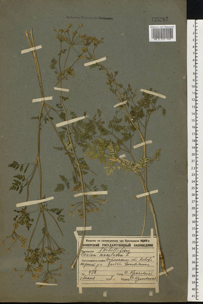 Conium maculatum L., Eastern Europe, Central forest-and-steppe region (E6) (Russia)