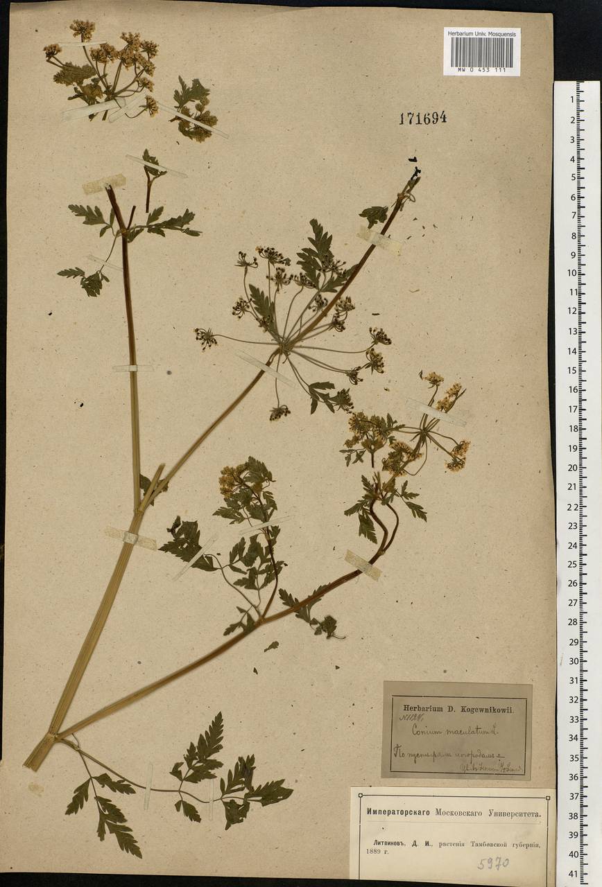 Conium maculatum L., Eastern Europe, Central forest-and-steppe region (E6) (Russia)