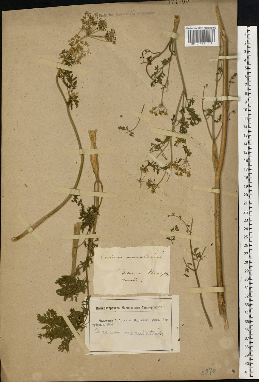 Conium maculatum L., Eastern Europe, Central forest-and-steppe region (E6) (Russia)