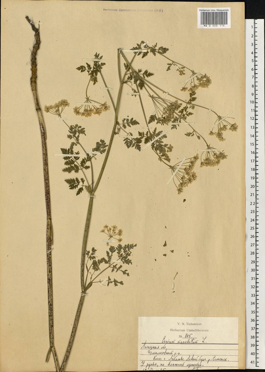 Conium maculatum L., Eastern Europe, Central forest-and-steppe region (E6) (Russia)