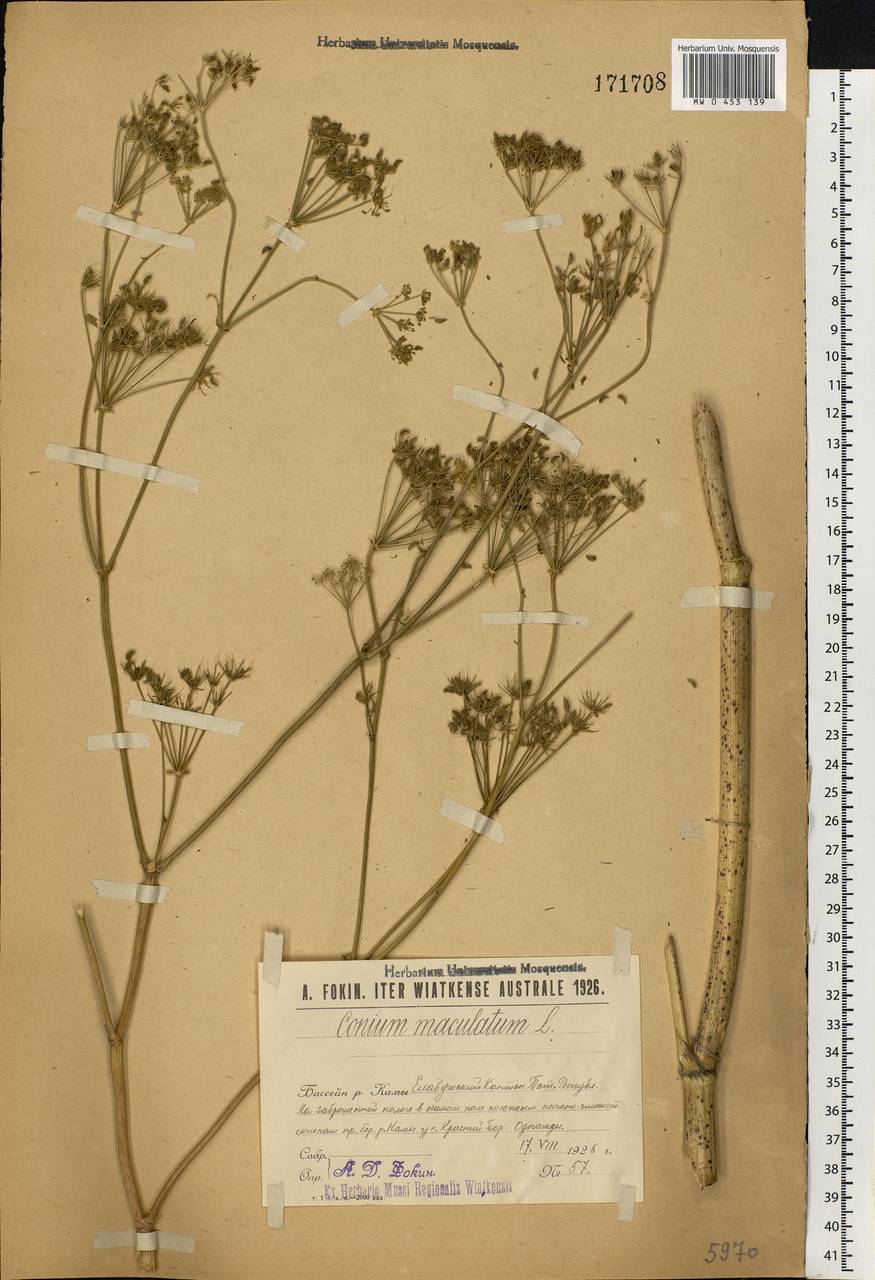 Conium maculatum L., Eastern Europe, Middle Volga region (E8) (Russia)