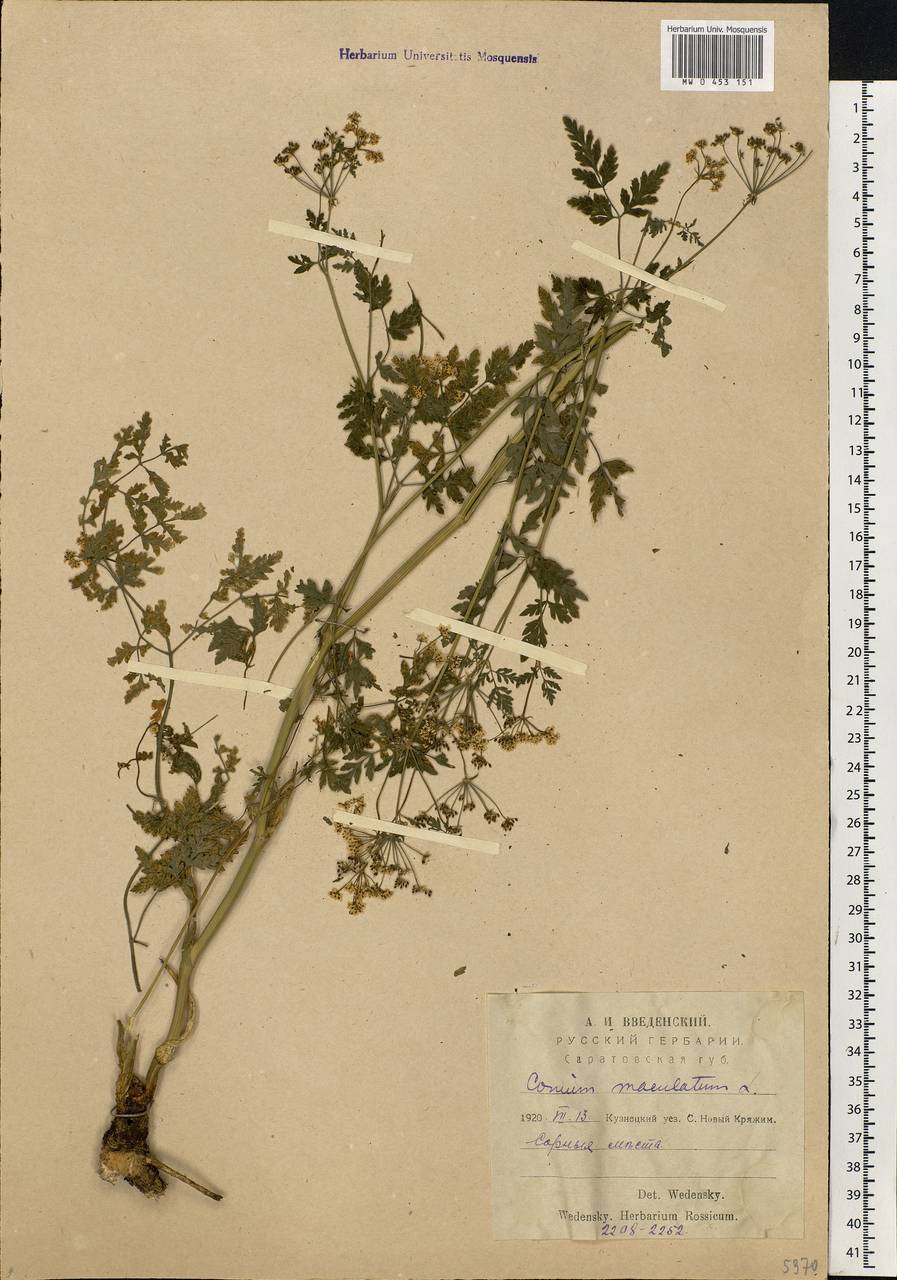 Conium maculatum L., Eastern Europe, Middle Volga region (E8) (Russia)