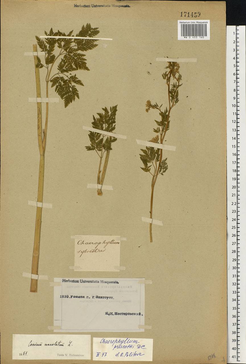 Conium maculatum L., Eastern Europe, Eastern region (E10) (Russia)