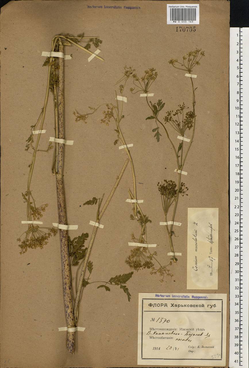 Conium maculatum L., Eastern Europe, North Ukrainian region (E11) (Ukraine)