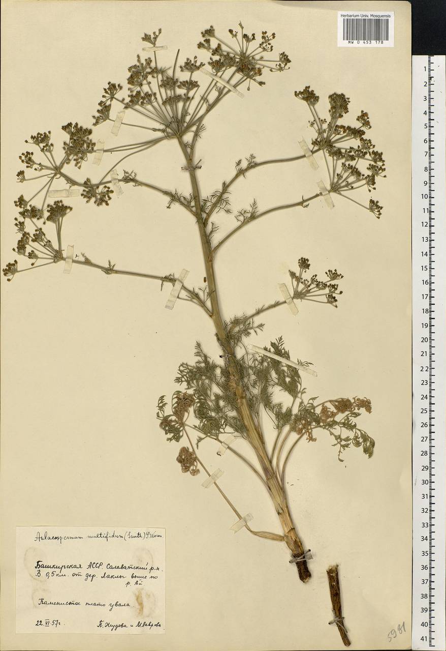 Aulacospermum multifidum (Sm.) Woronow, Eastern Europe, Eastern region (E10) (Russia)