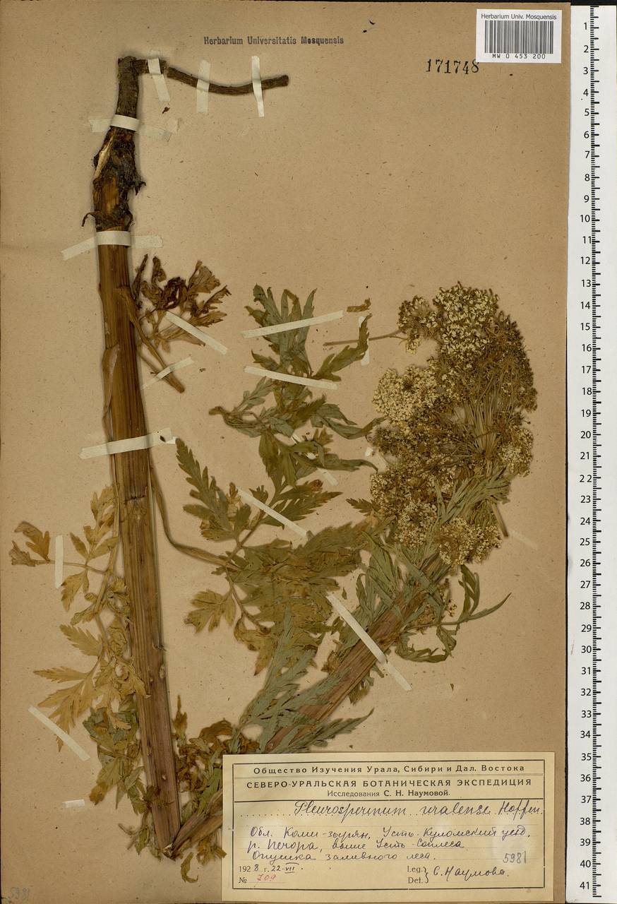 Pleurospermum uralense Hoffm., Eastern Europe, Northern region (E1) (Russia)