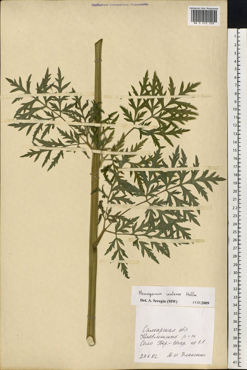 Pleurospermum uralense Hoffm., Eastern Europe, Middle Volga region (E8) (Russia)