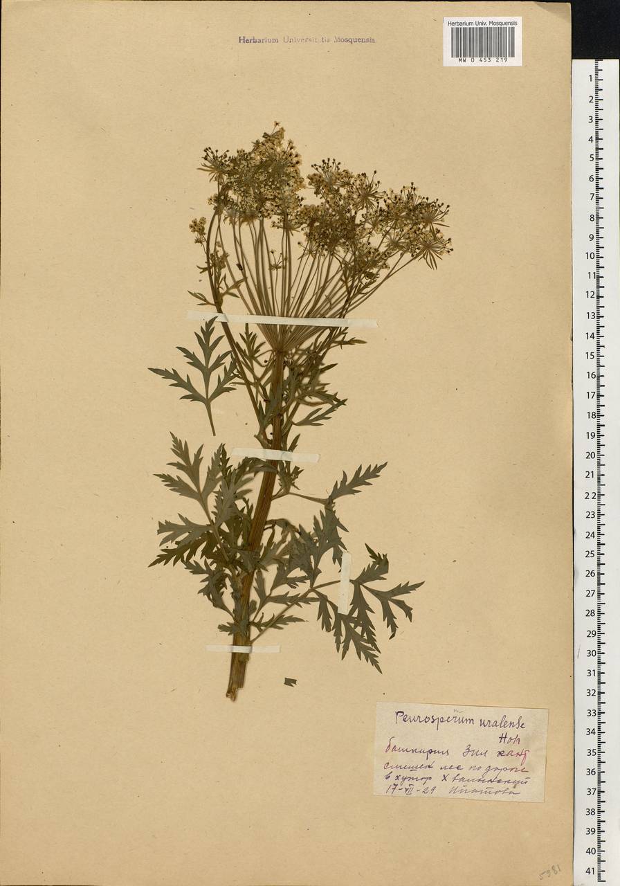 Pleurospermum uralense Hoffm., Eastern Europe, Eastern region (E10) (Russia)