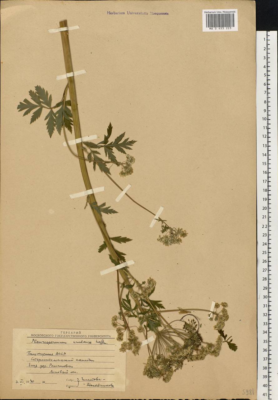 Pleurospermum uralense Hoffm., Eastern Europe, Eastern region (E10) (Russia)